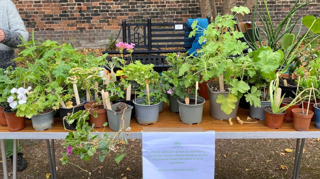 CABAHS plants for sale Horn Fair 2025