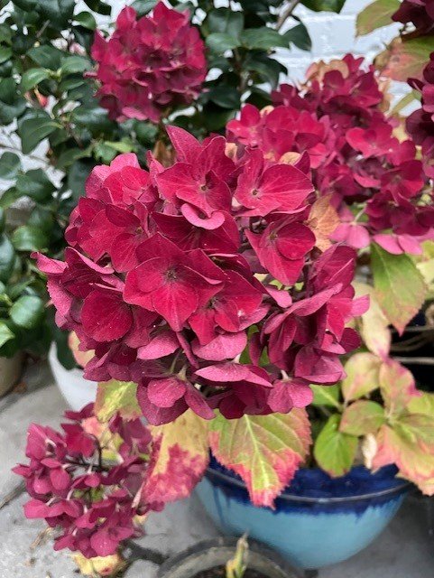 Hydrangea in Lia's garden, October 2025