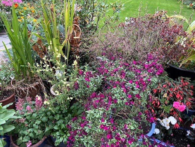 Pots of autumn colour in Lia's garden, October 2025