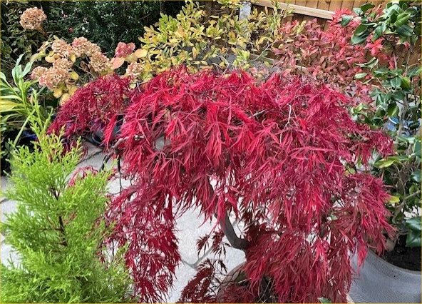 Acer in Lia's garden, October 2025