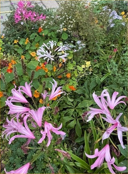 Nasturtiums and Nerines in Lia's garden, October 2025