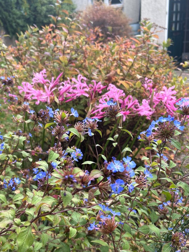 Ceratostigma willmottianum, Nerine bowdenii and Spirea in Mandy and Brownie's garden, October 2025