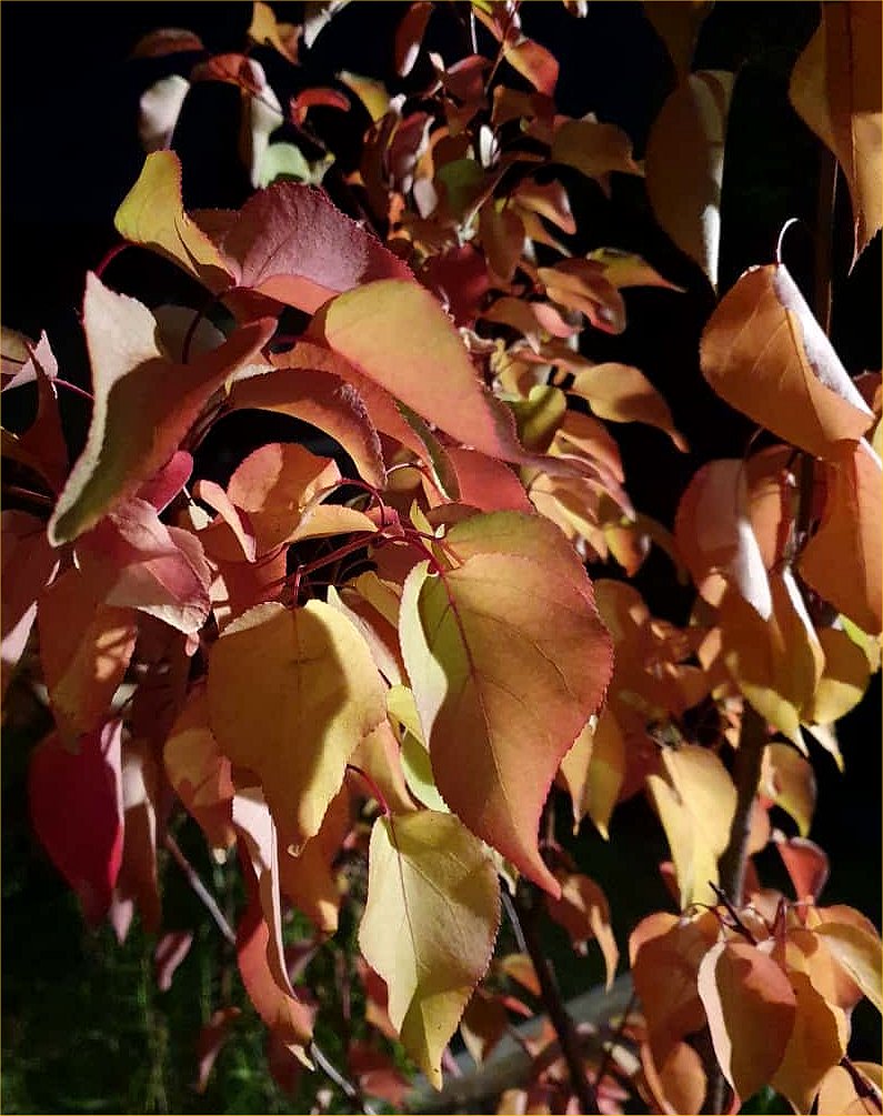 Apricot tree in Mandy and Brownie's garden, October 2025