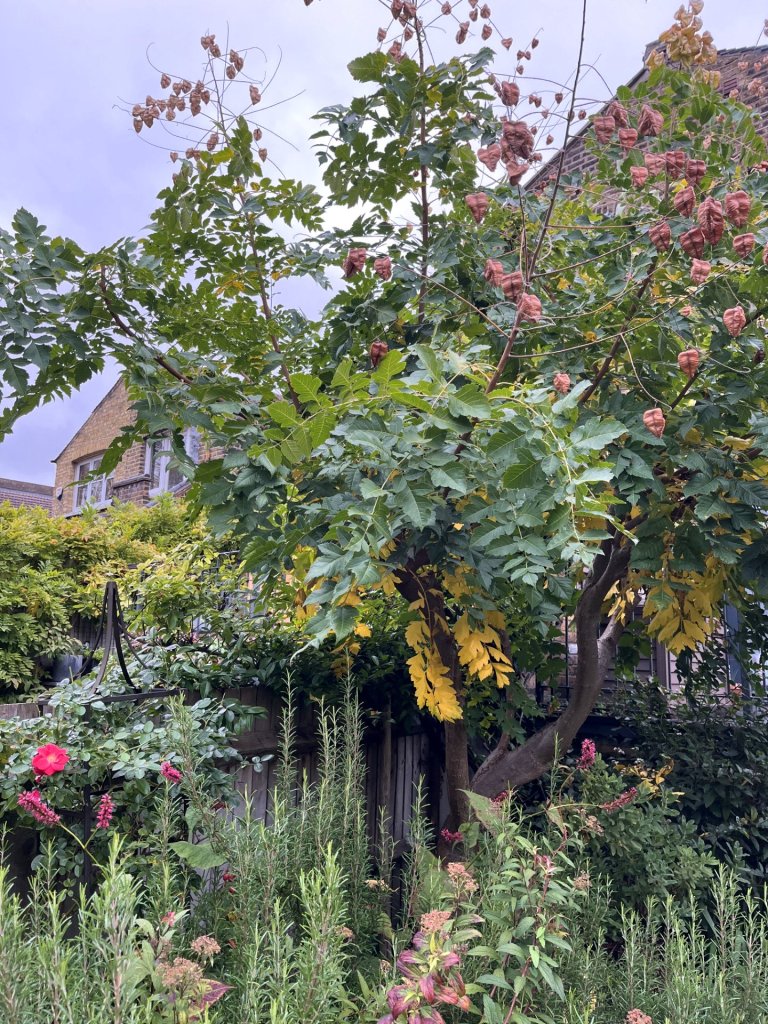 Autumn colour in Mandy SH's garden, October 2025