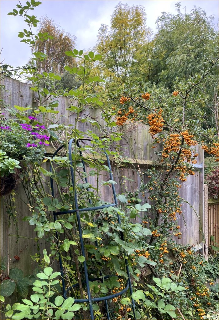 Autumn colour in Mandy SH's garden, October 2025