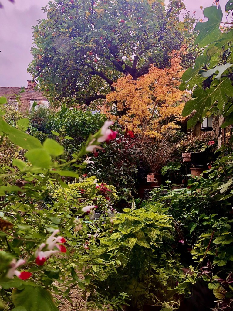 Looking out at Autumn colour in Maria's garden, October 2025