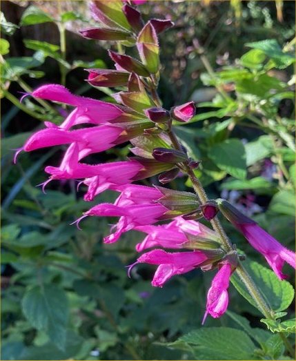 Salvia 'Pink Amistad'