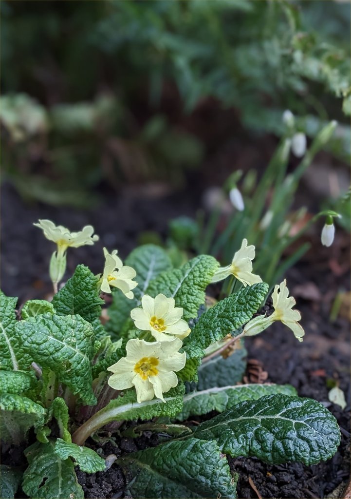 Primroses in spring