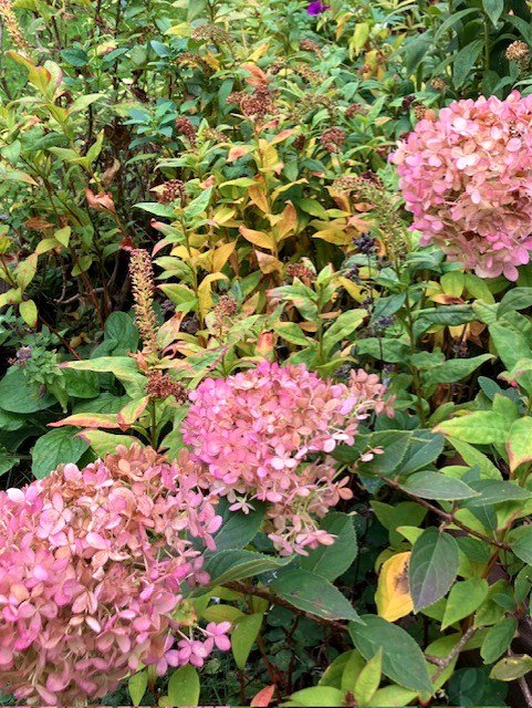 Hydrangea paniculata 'Limelight' in Sharon's garden, October 2025