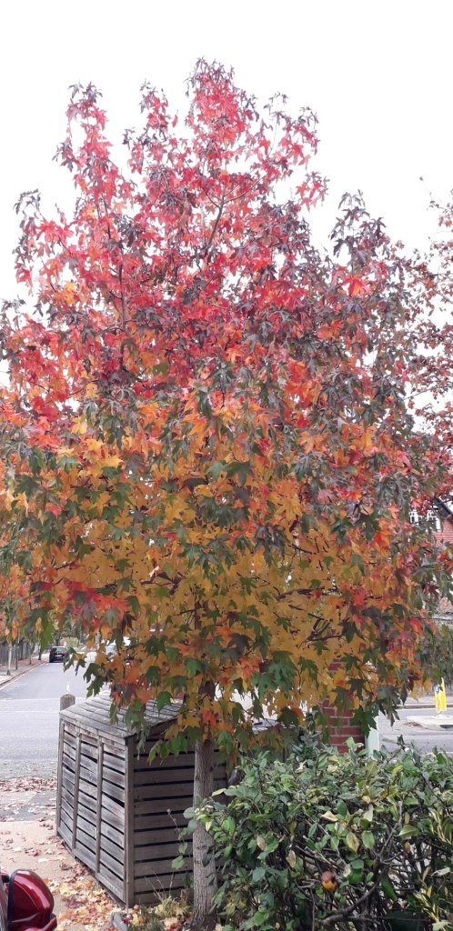 Liquidambar styraciflua in Viv's garden, October 2025