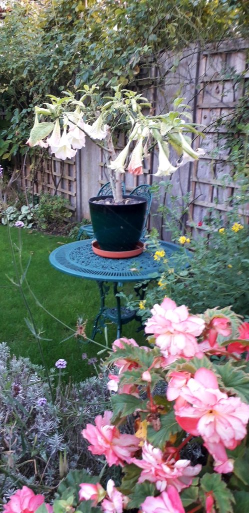 Brugmansia and Begonia in Viv's garden, October 2025