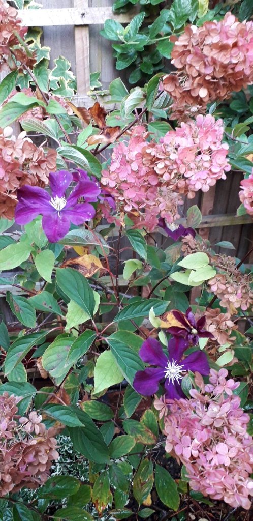 Hydrangea 'Vanille Fraise' and Clematis 'Warsaw Nike' in Viv's garden, October 2025