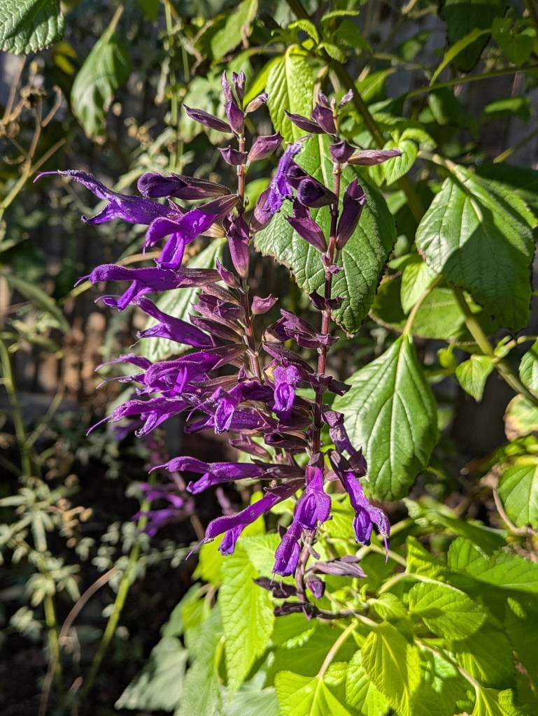Salvia 'Amistad', November 2025