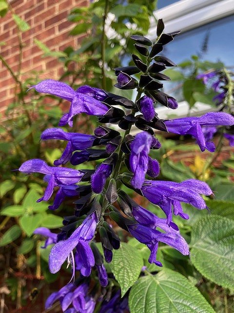 Salvia guarantitica 'Black and Blue', November 2025