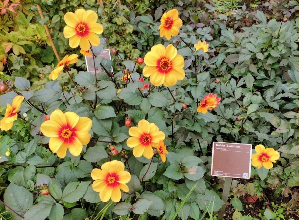 Dahlia 'Sunshine' at the Hortus Botanicus, Amsterdam 2025 Dahlia 'Sunshine' at the Hortus Botanicus, Amsterdam 2025