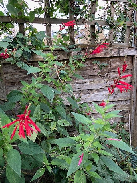 Salvia elegans, November 2025