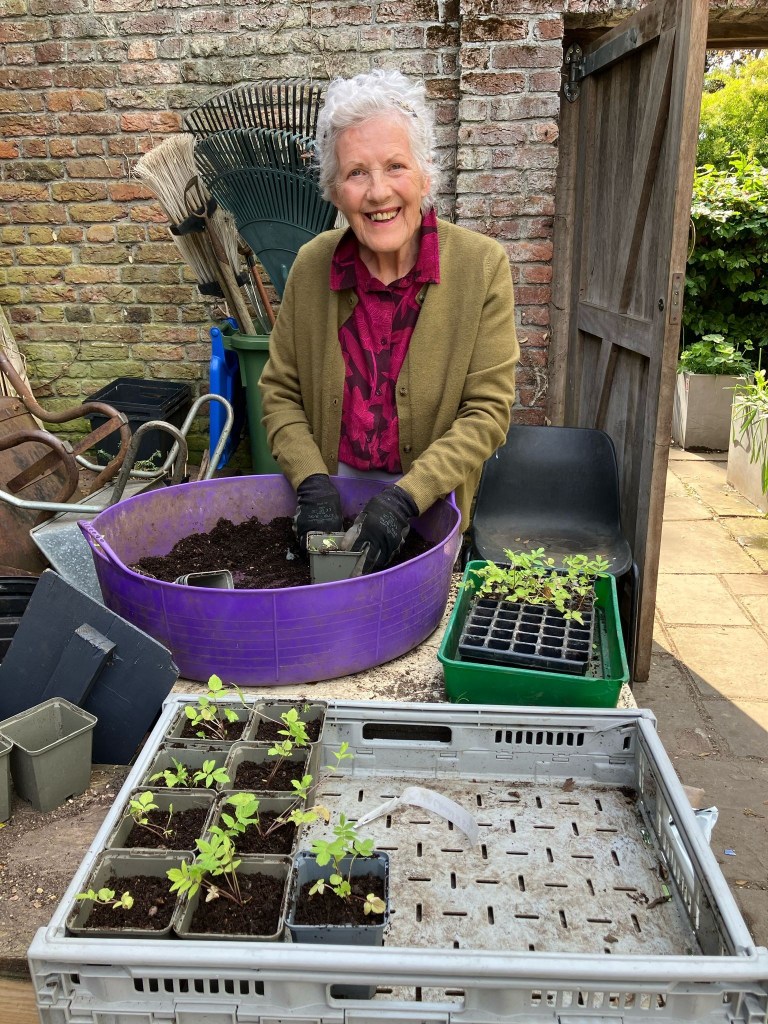 Potting up Valerian plugs