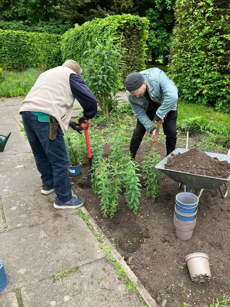 Veronicastrum in the Long Garden