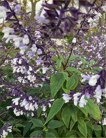 Salvia 'Phyllis' Fancy' in Greenwich Park Old Rose Garden, November 2025
