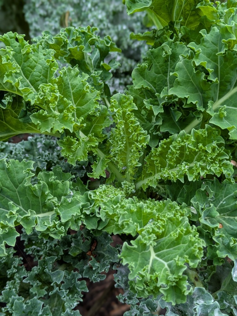 Kale