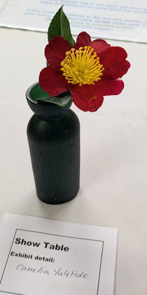 'Camellia x vernalis 'Yuletide'' CABAHS Show Table, November 2025