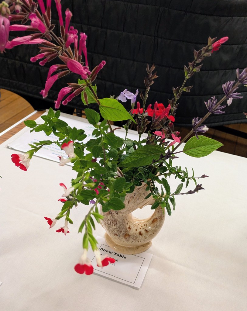 'Salvia' CABAHS Show Table, November 2025