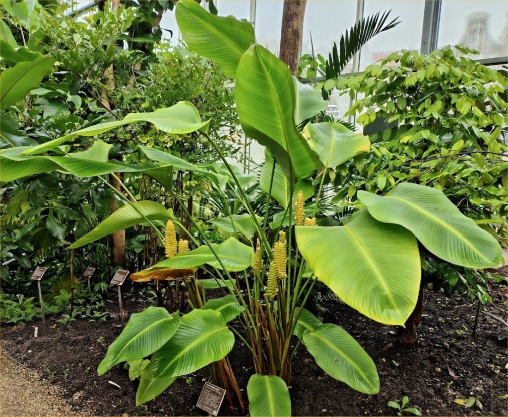 Calathea crotalifera - rattlesnake plant - at the Hortus Botanicus, Amsterdam 2025 Calathea crotalifera - rattlesnake plant - at the Hortus Botanicus, Amsterdam 2025