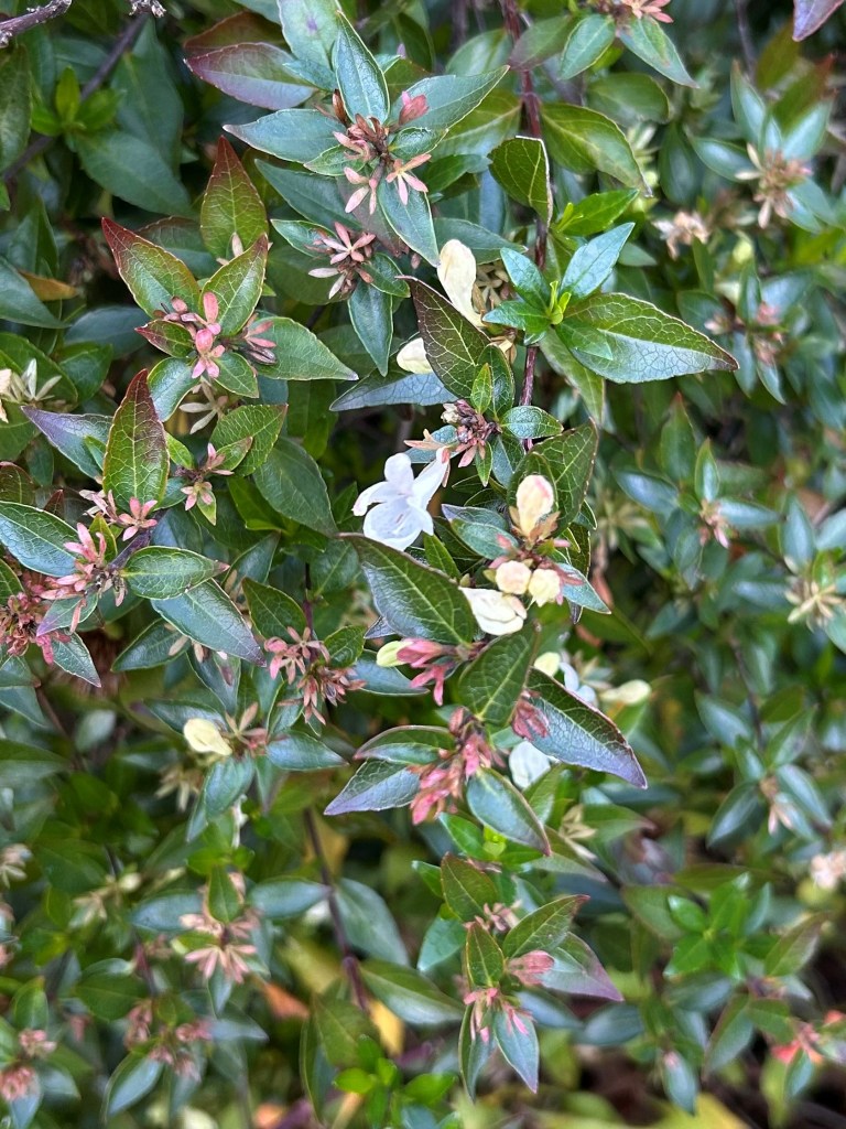 Abelia in flower
