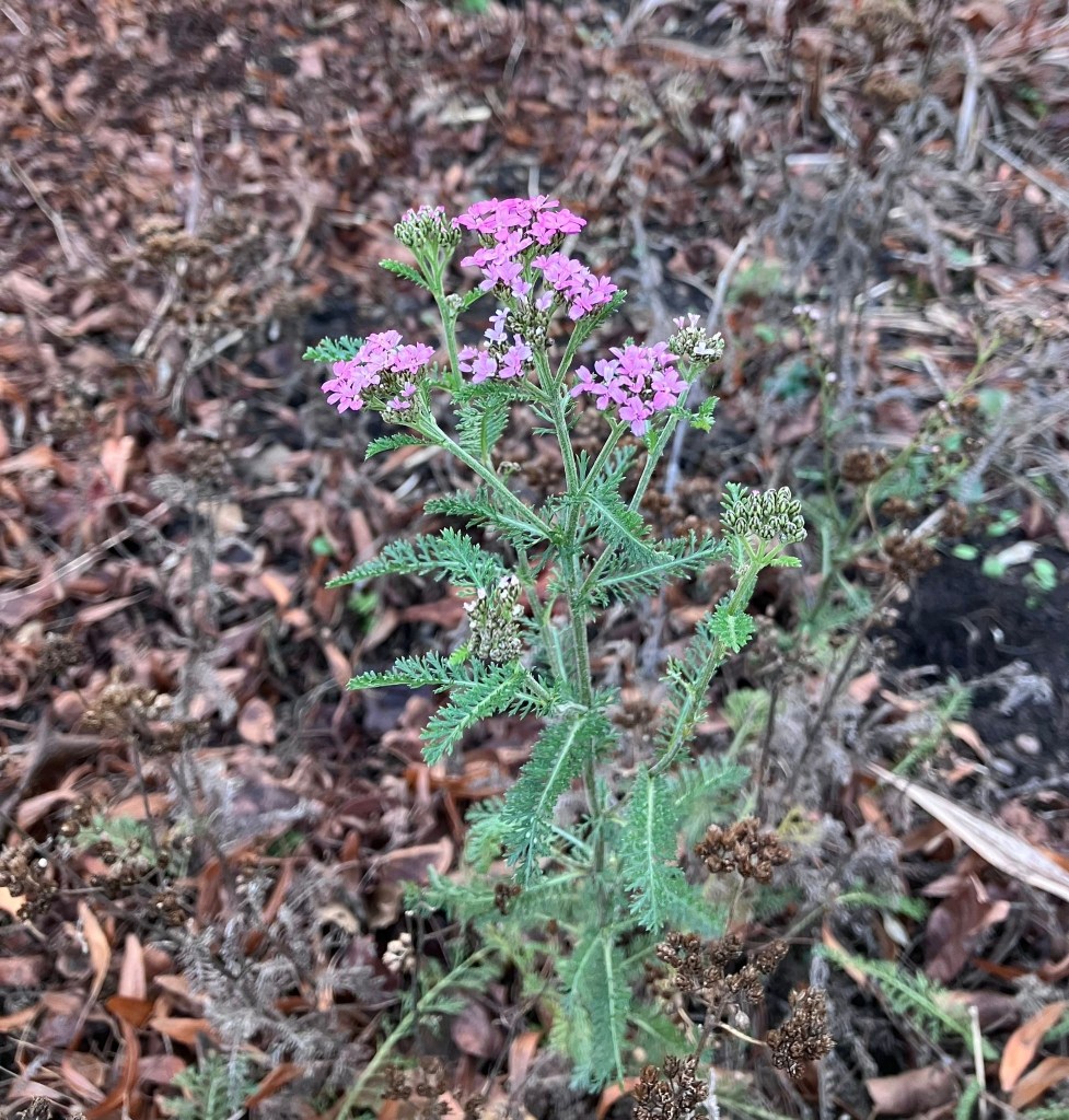 Achillea Cerise Queen in flower