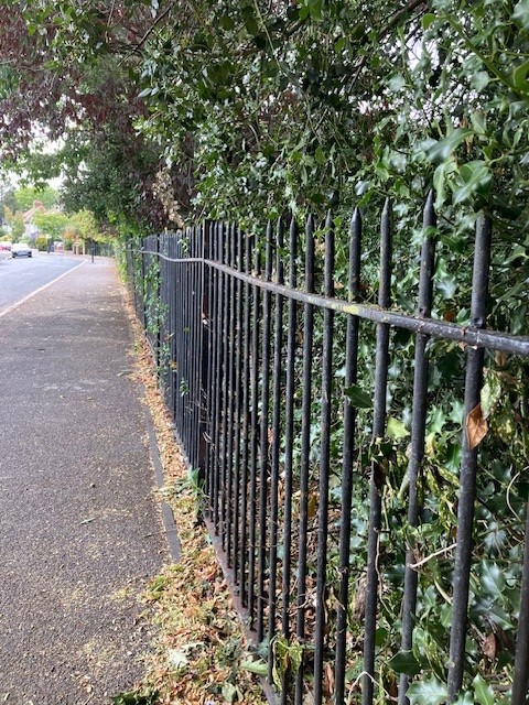 Canberra Rd Shrubbery after