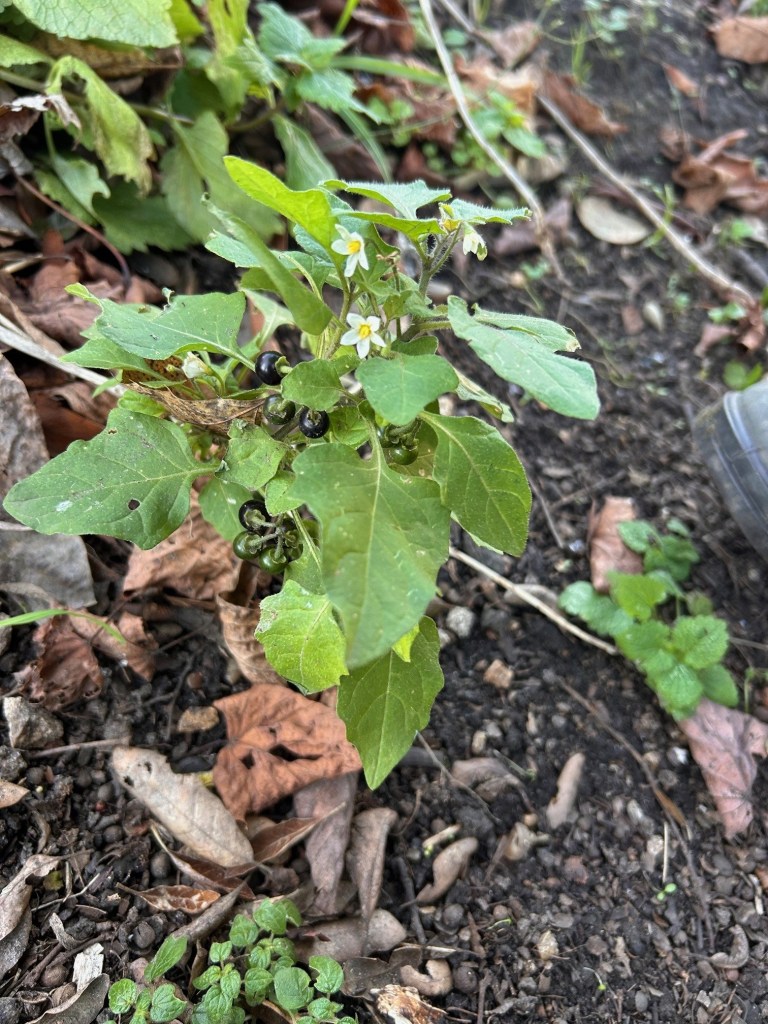 Black nightshade in flower