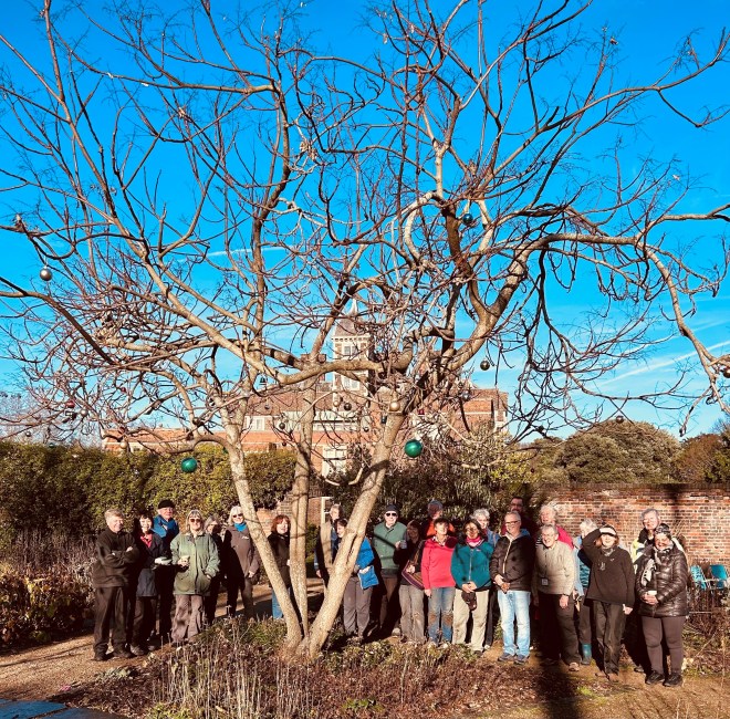 Christmas 2025, dressing the tree of heaven with baubles, plus garden volunteers