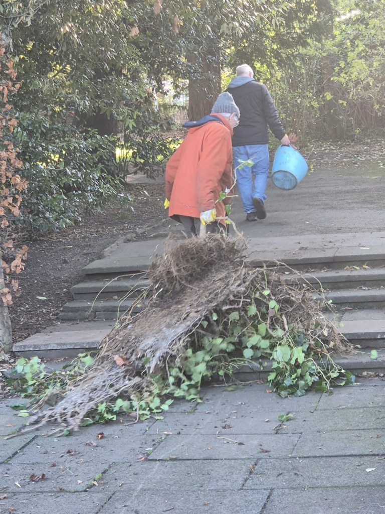 Dragging ivy off the walls