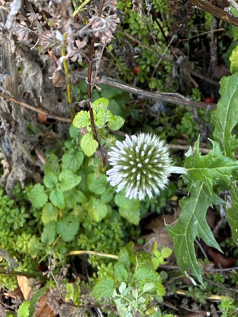Globe thistle flower