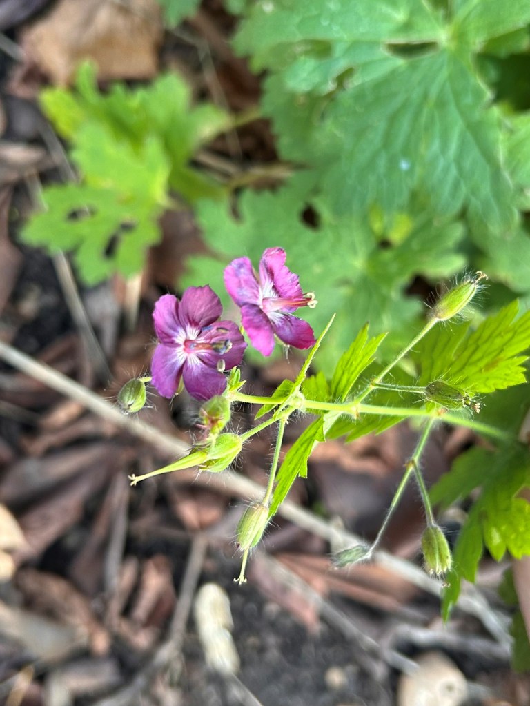 Geranium phaeum flower