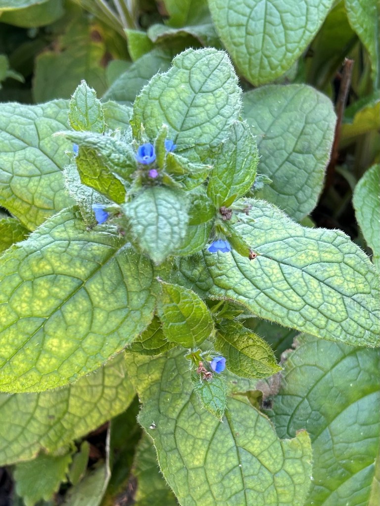 Alkanet in flower