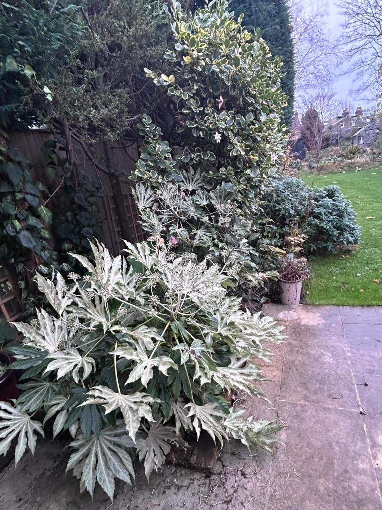 Fatsia japonica 'Tsumugi-shibori' (aka F. 'Spider's Web')