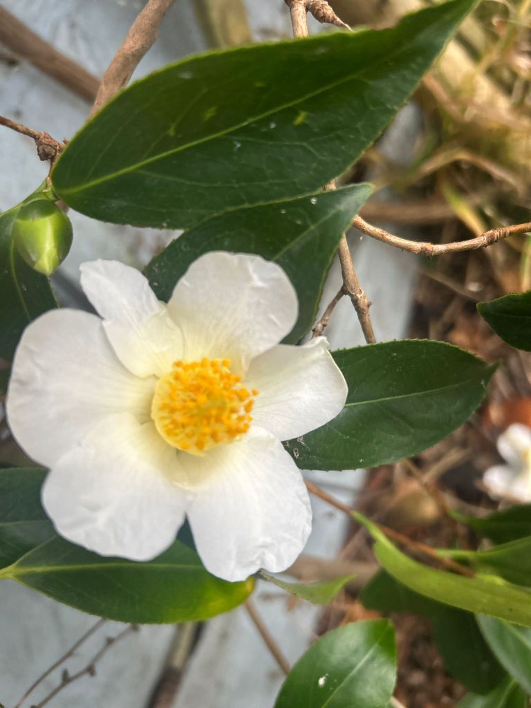 Camellia sasanqua