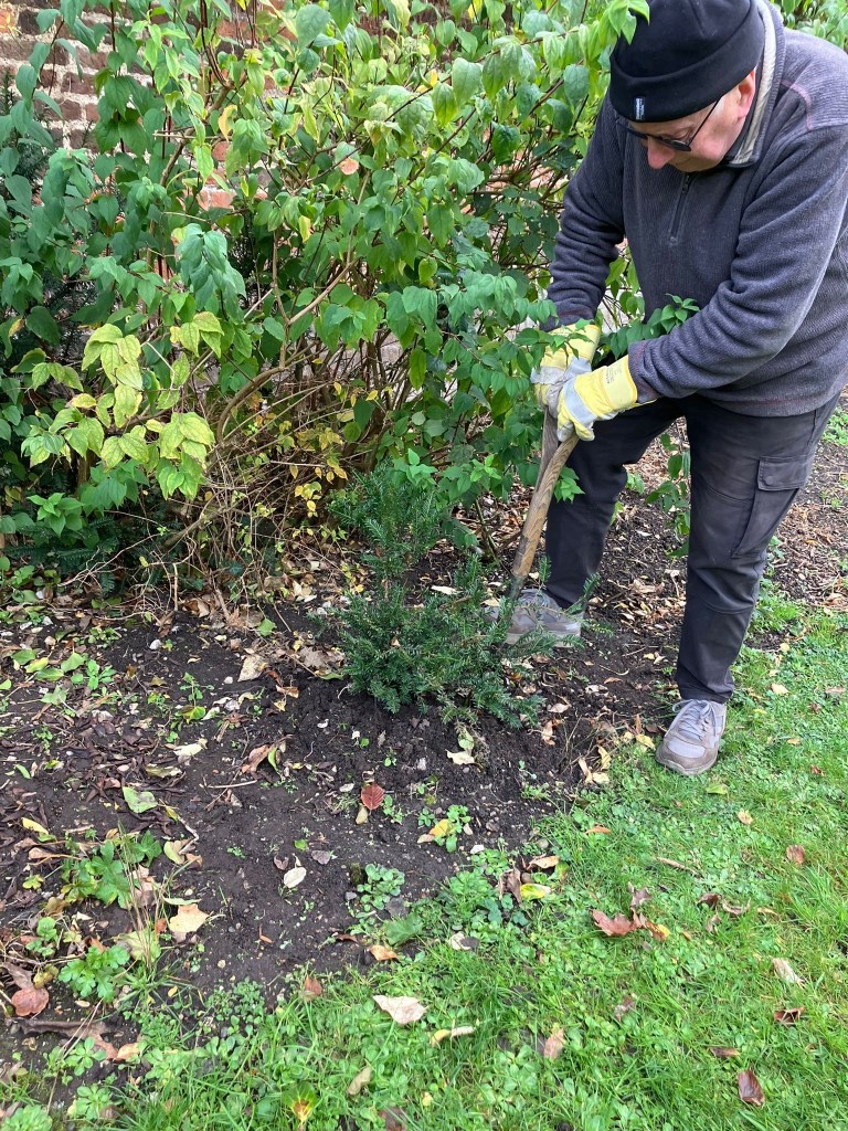 Transplanting a Yew sapling