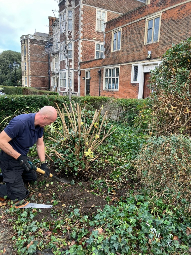 Tackling a large shrub in the front