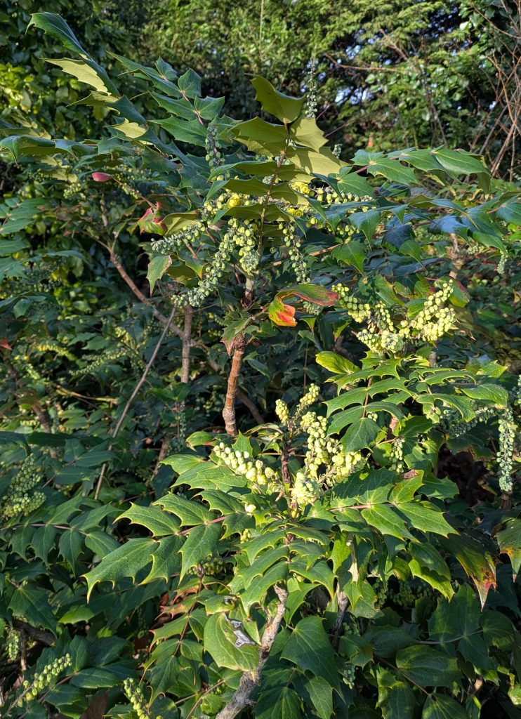 Mahonia japonica