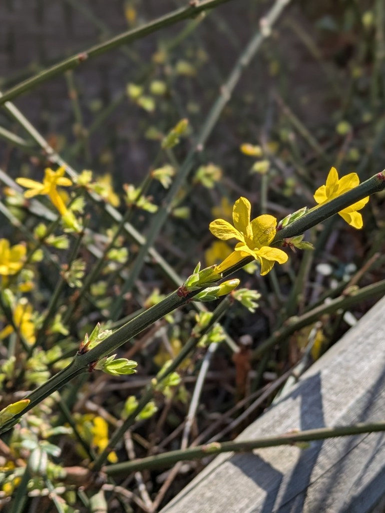 Jasminum nudiflorum
