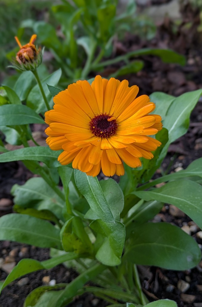 Calendula officinalis flowering in December