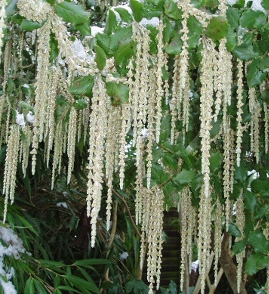 Garrya elliptica in flower