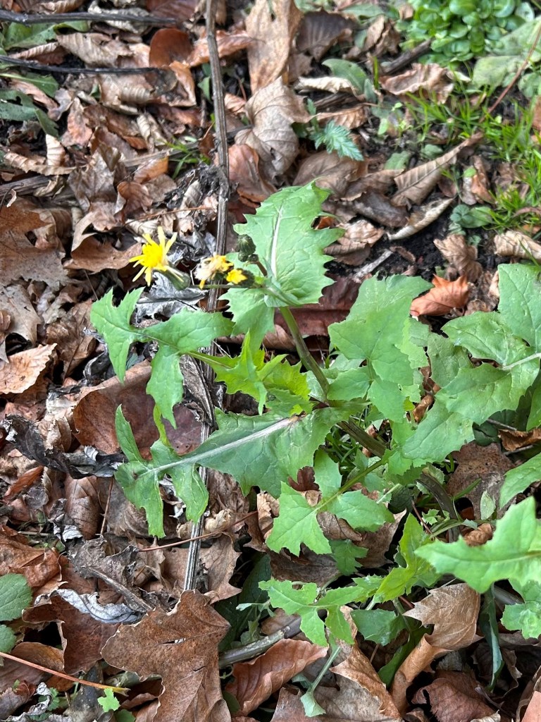 Sow thistle in flower