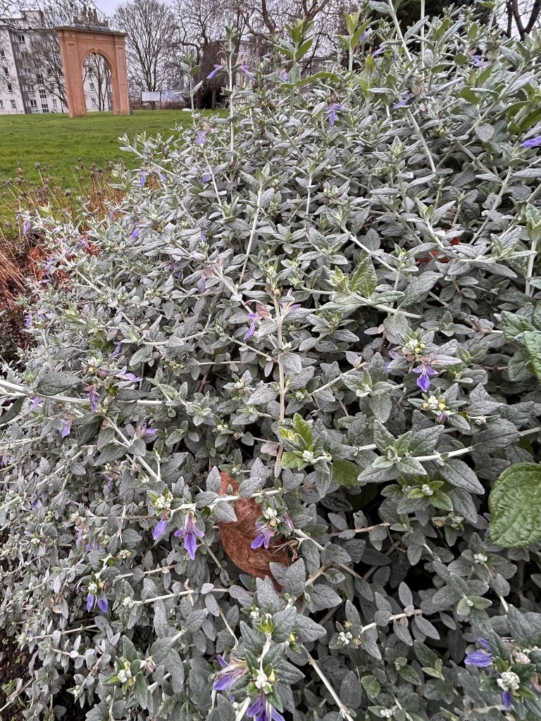 Teucrium fruticans in flower