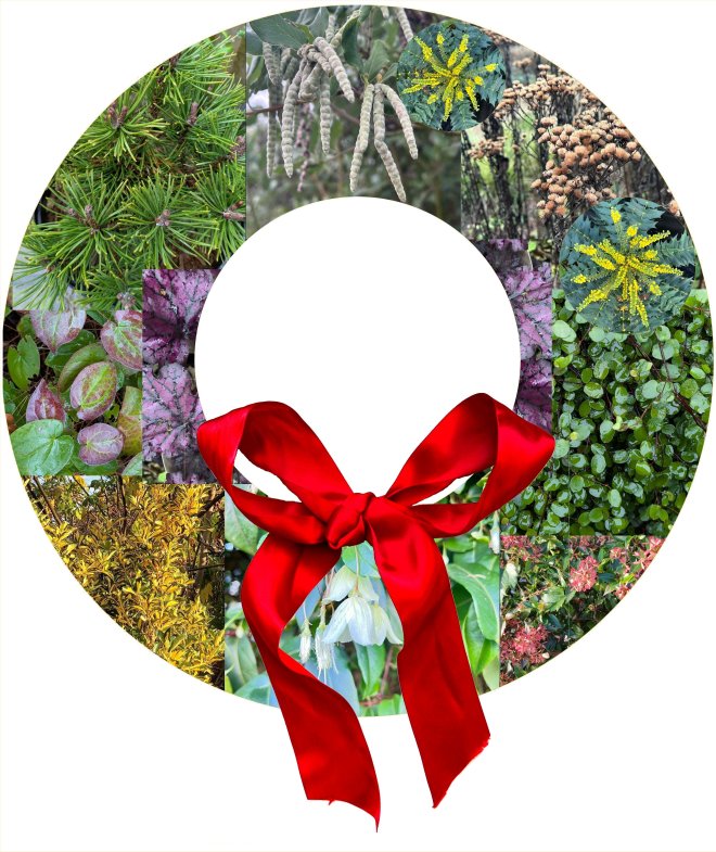 Virtual 'winter colour' wreath compiled from CABAHS member photographs.