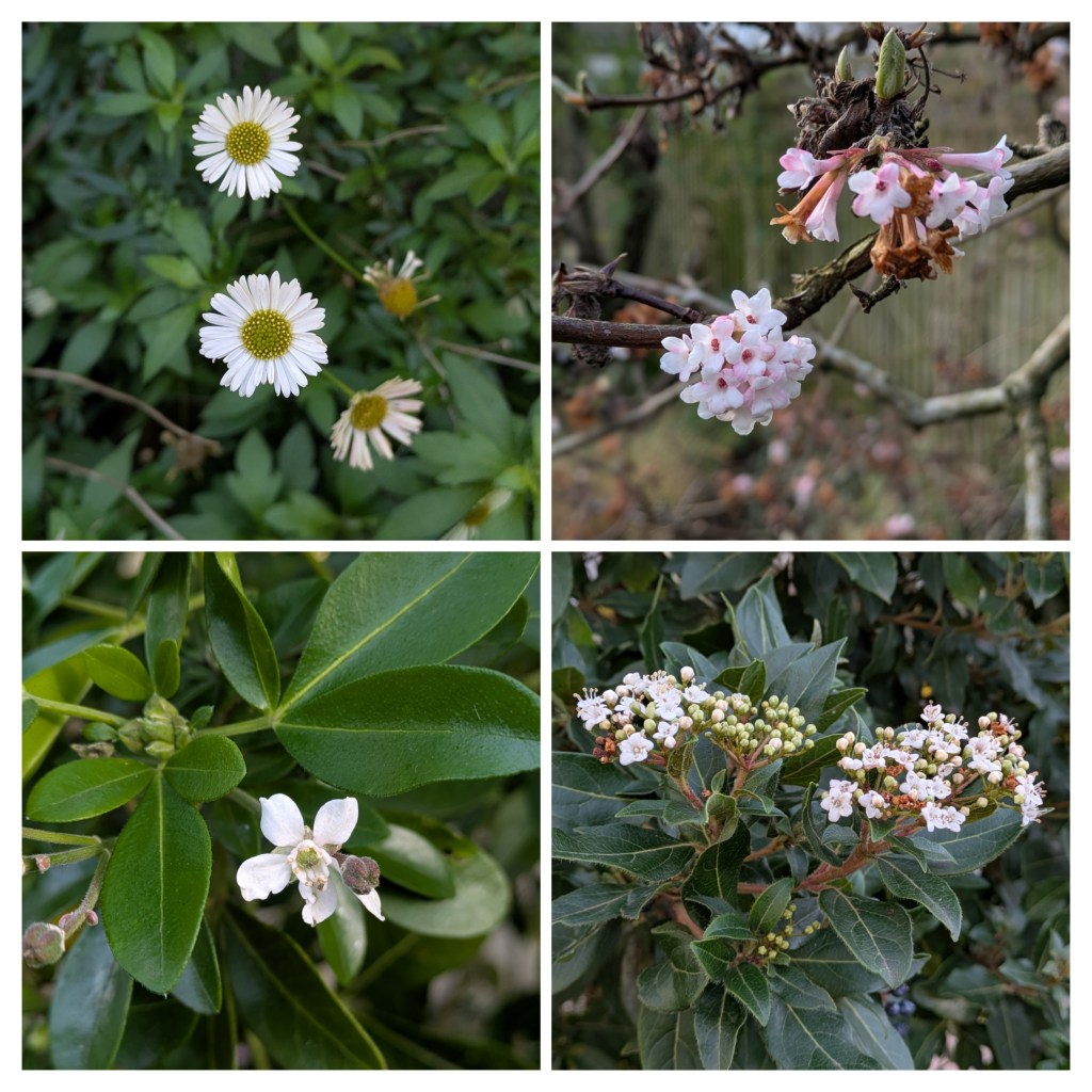 New Year's Day flowers in Ali H's garden (Erigeron, Viburnums, Choisya)