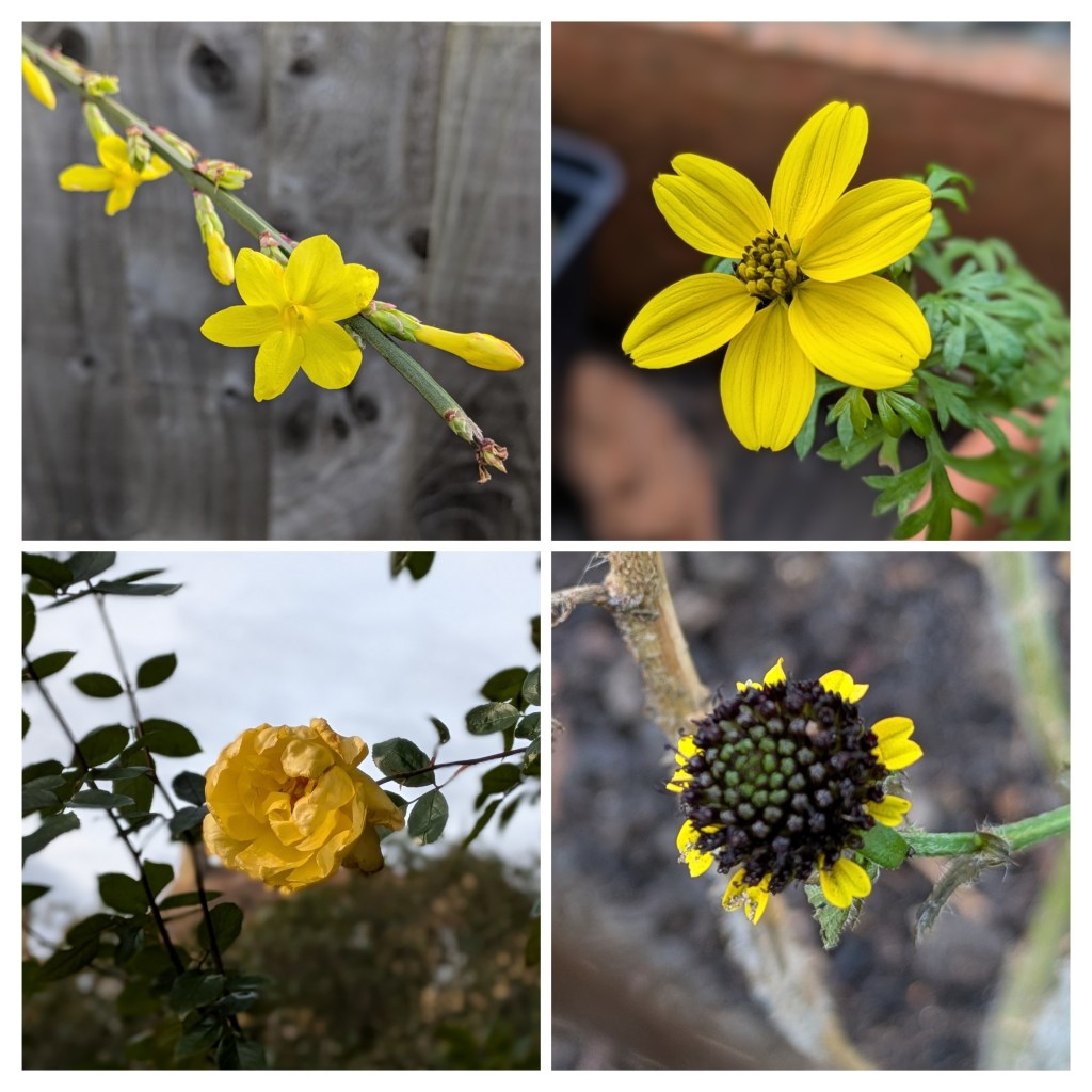 New Year's Day flowers in Ali H's garden (Jasminum, Bidens, Rosa, Rudbeckia)