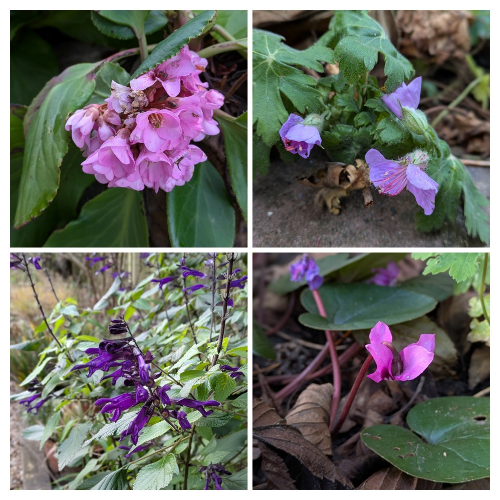 New Year's Day flowers in Ali H's garden (Bergenia, Geranium, Salvia, Cyclamen)